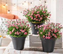 Garten-Nelke 'Peach Party'