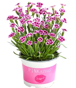 Garten-Nelke 'Pink Kisses®'