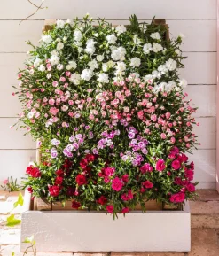 Garten-Nelke, verschiedene Farben