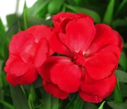 Garten-Nelke, verschiedene Farben