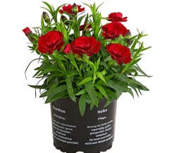 Garten-Nelke, verschiedene Farben