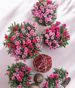 Garten-Nelke, verschiedene Farben