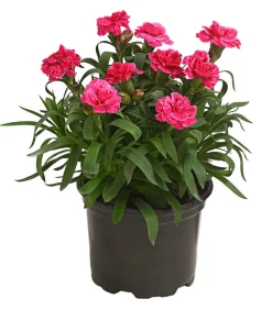 Garten-Nelke, verschiedene Farben