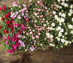 Garten-Nelke, verschiedene Farben