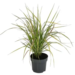 Garten-Reitgras 'Eldorado'
