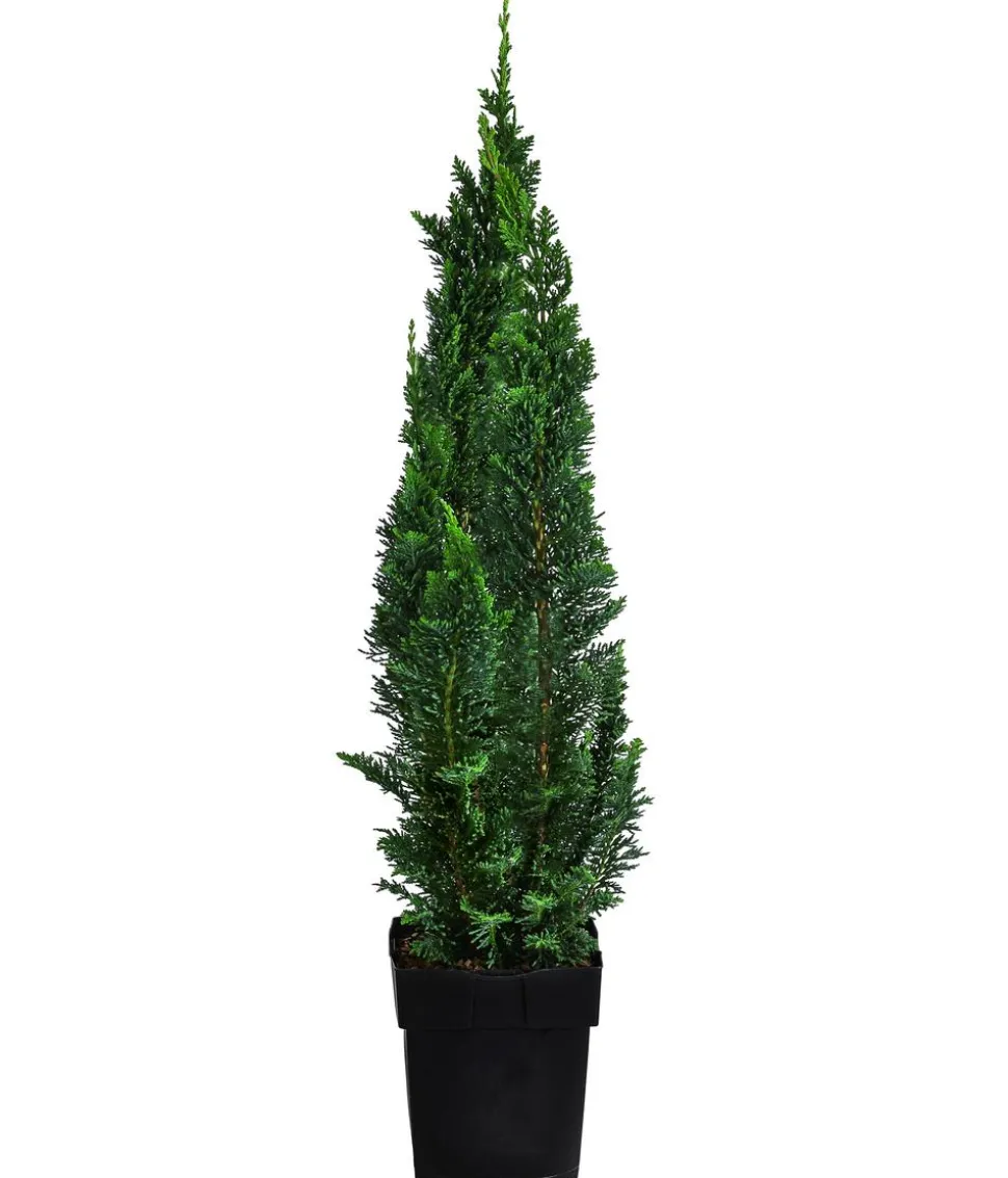 Gartenzypresse 'Little Spire'