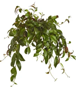Gefleckte Schamblume - Aeschynanthus marmoratus, Ampel