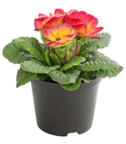 Gefüllte Primel, verschiedene Farben