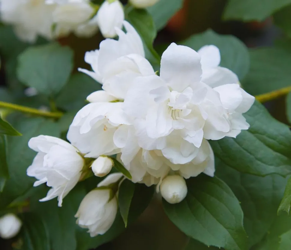 Gefüllter Gartenjasmin 'Snowbelle'