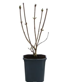 Gefüllter Schneeball 'Roseum'