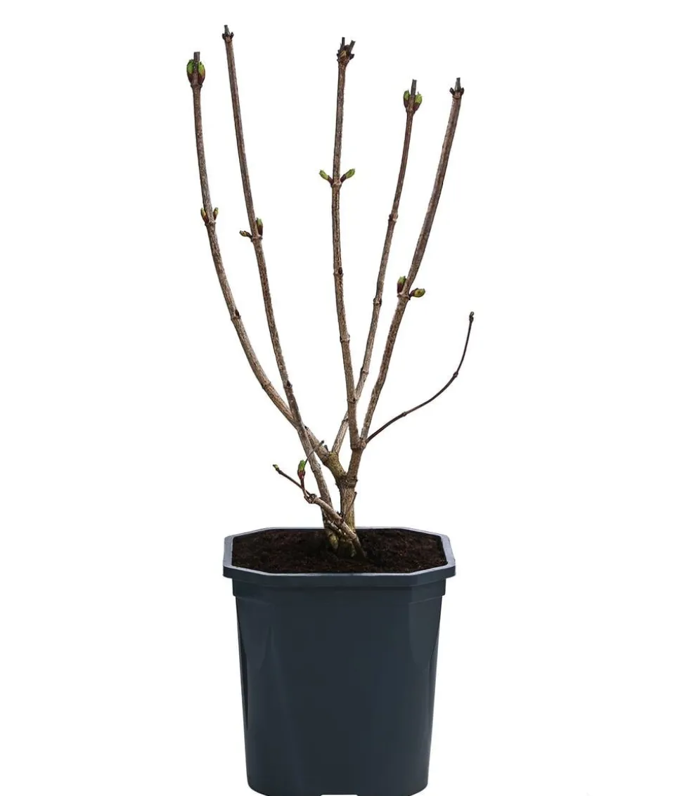 Gefüllter Schneeball 'Roseum'