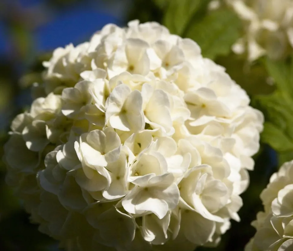 Gefüllter Schneeball 'Roseum'