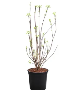 Gefüllter Gartenjasmin 'Virginal'
