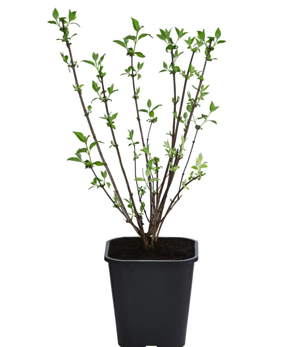 Gefüllter Gartenjasmin 'Virginal'