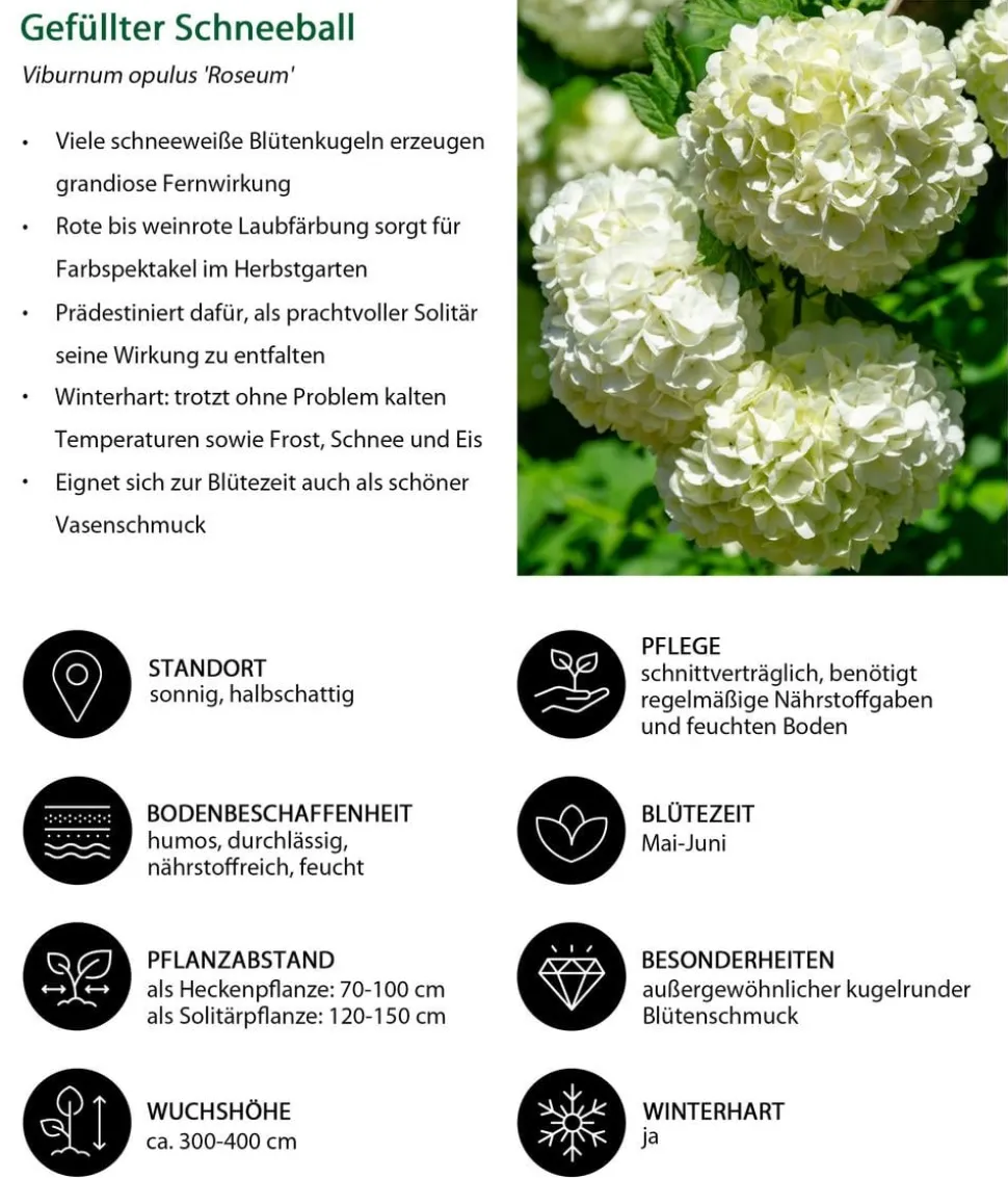 Gefüllter Schneeball 'Roseum'