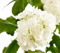 Gefüllter Schneeball 'Roseum'