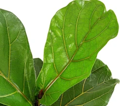 Geigenfeige - Ficus lyrata