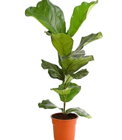 Geigenfeige - Ficus lyrata