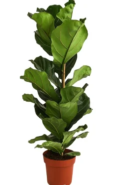 Geigenfeige - Ficus lyrata