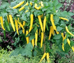 Gelbe Peperoni, scharf