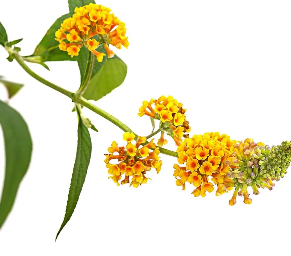 Gelber Sommerflieder