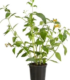Gelber Sommerflieder