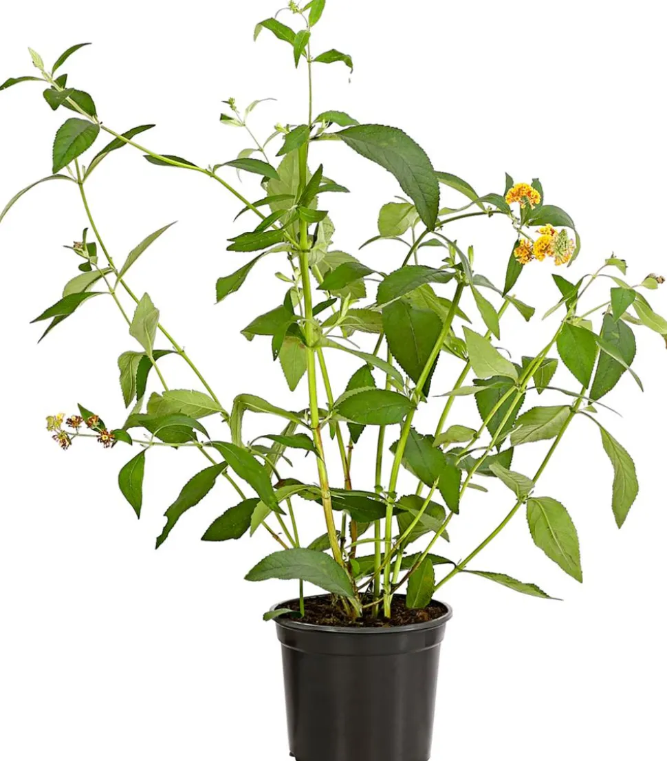 Gelber Sommerflieder