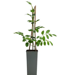 Gelbe Trompetenblume 'Flava'