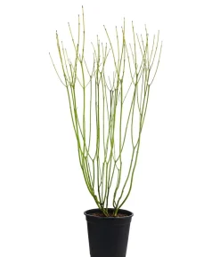 Gelbholz-Hartriegel 'Flaviramea'