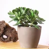 Geldbaum - Crassula ovata