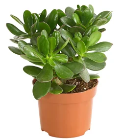 Geldbaum - Crassula ovata