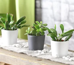 Geldbaum-Set - Crassula, verschiedene Sorten, 3-teilig