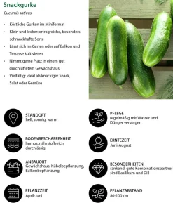 Gemüse-Set Brotzeit, 6-teilig