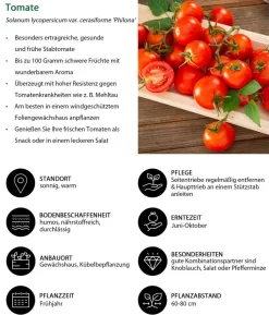 Gemüse-Set Großer Gemüsegarten, 6-teilig