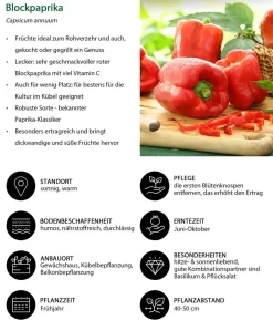 Gemüse-Set Großer Gemüsegarten, 6-teilig