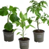 Gemüse-Set Kleiner Gemüsegarten, 3-teilig