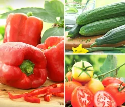 Gemüse-Set Kleiner Gemüsegarten, 3-teilig