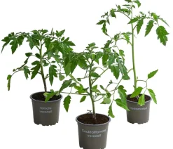 Gemüse-Set Tomatensalat, 3-teilig