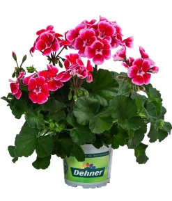 Geranie 'Smokey Ylenia'