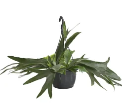 Geweihfarn - Platycerium bifurcatum