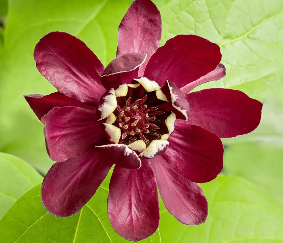 Gewürzstrauch 'Aphrodite'