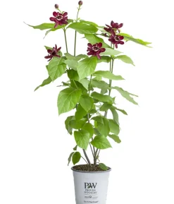 Gewürzstrauch 'Aphrodite'