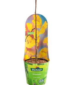 Ginkgobaum - Fächerblattbaum