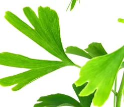 Ginkgobaum - Fächerblattbaum