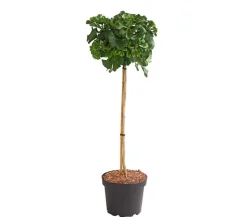 Ginkgobaum - Fächerblattbaum