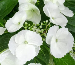 Girlanden-Hortensie - Hydrangea macrophylla 'Runaway Bride®'