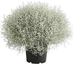 Gitterkraut