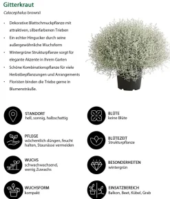 Gitterkraut