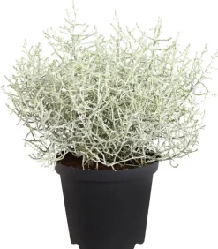 Gitterkraut