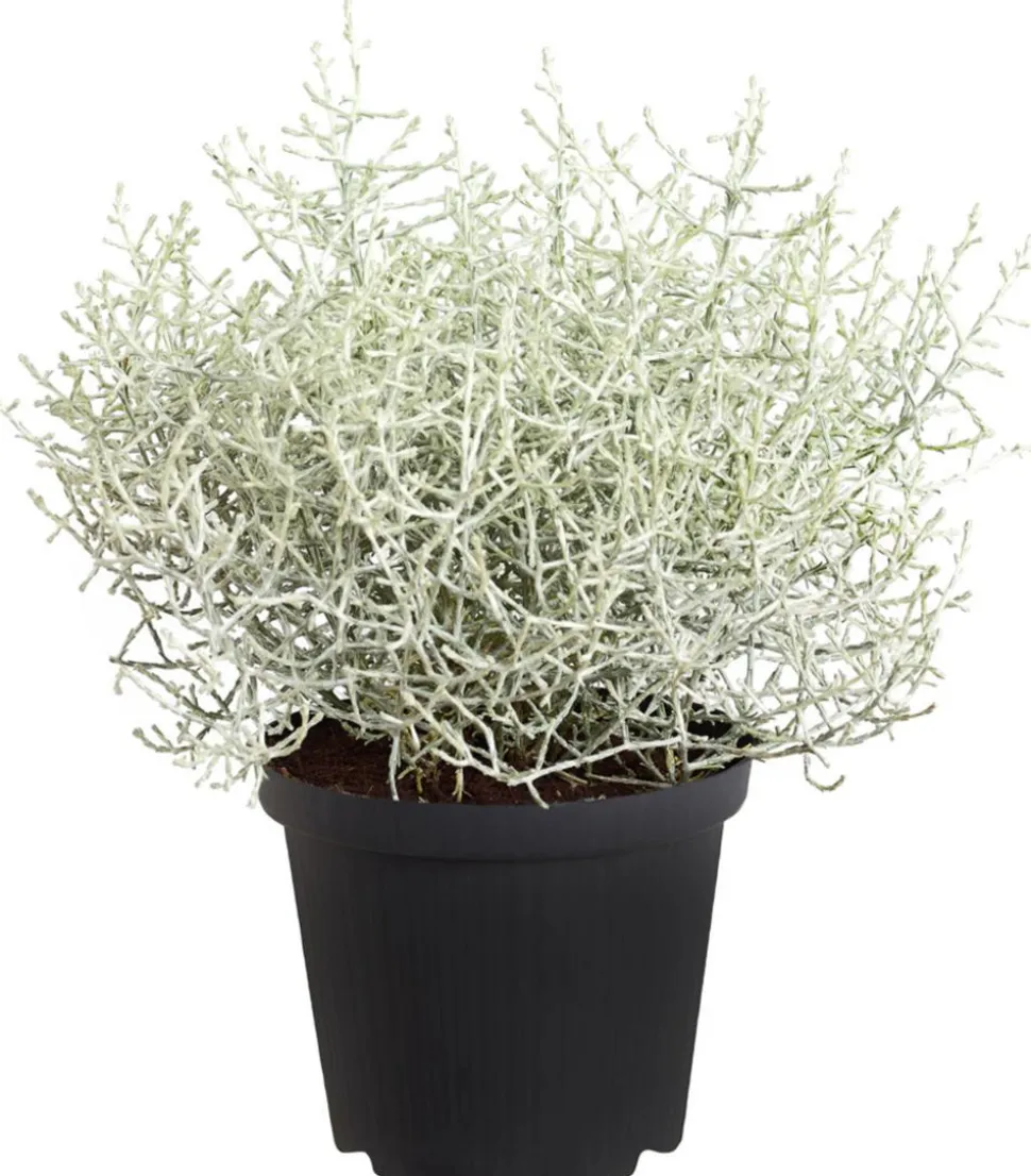 Gitterkraut